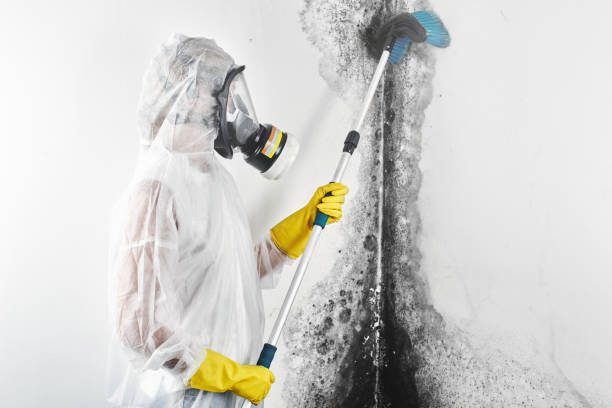 Best Post-Construction Mold Inspection  in Lexington, MN