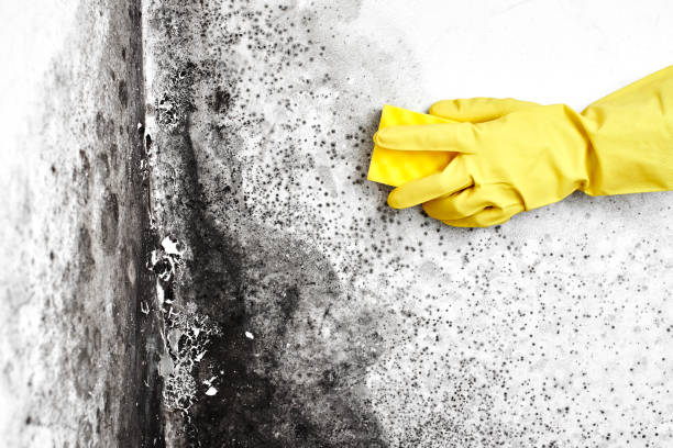 Best Biohazard Mold Removal  in Lexington, MN