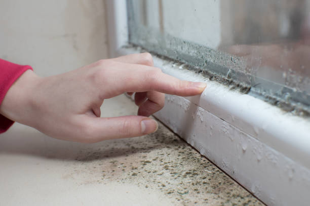 Best Mold Documentation for Insurance Claims  in Lexington, MN