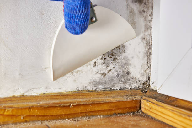 Best Air Quality Testing for Mold Spores  in Lexington, MN